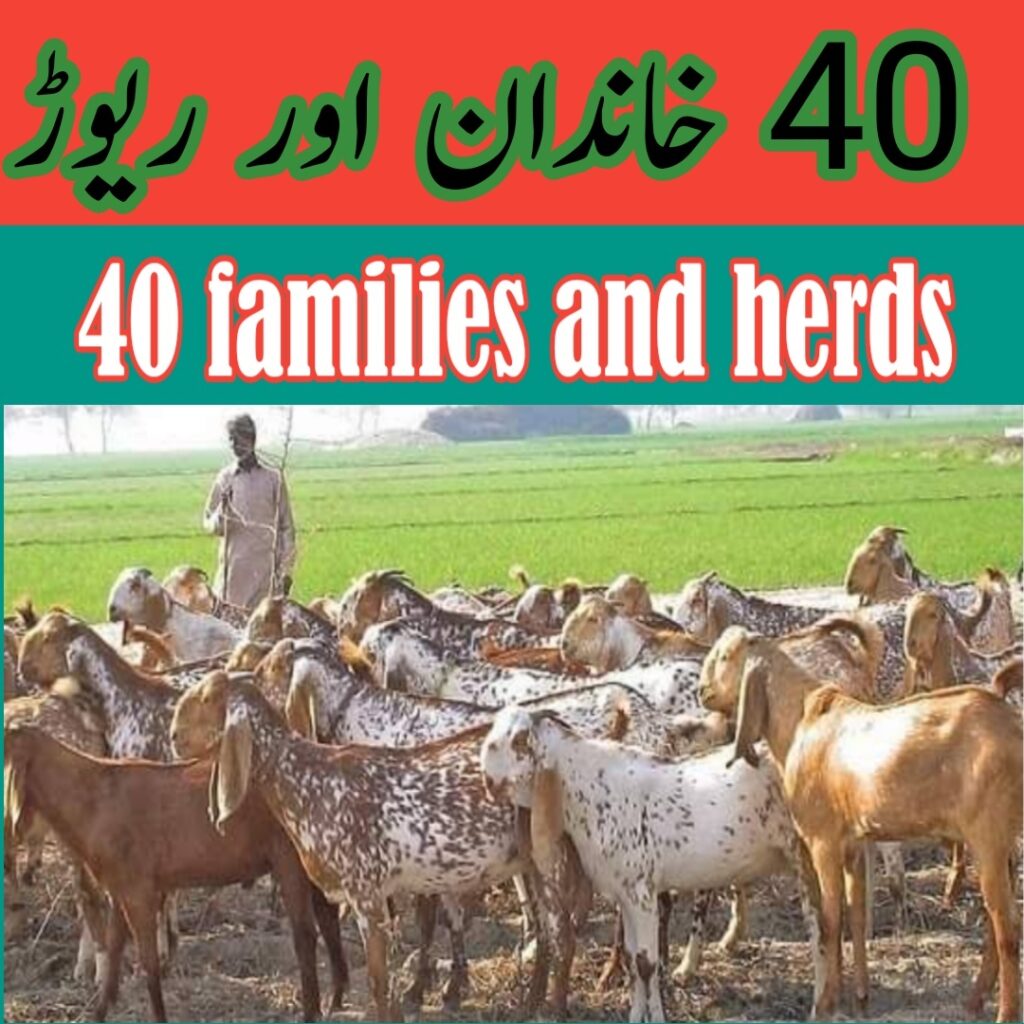 40 families and herds